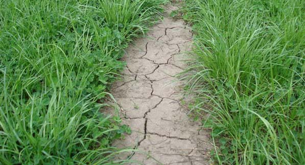 Dry turf conditions